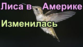 Лиса в Америке. Изменилась