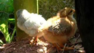 Rusty and Chicks