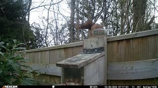 red squirrel thirsty