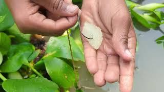 unique hook fish trap video