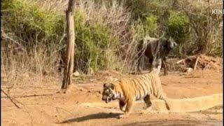 Male Buffalo chasing Tiger away from the water hole.