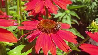 Sonnenhut Echinacea im Vivero Pflanzen-Paradies