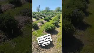 Фото зона лавандове поле поблизу Полтави.