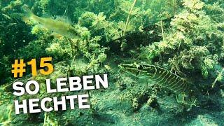 Hechte unter Wasser + Angeln auf Hecht vom Ufer 