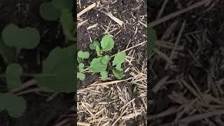 Flea Beetle Damage in your New! Pioneer Protector® P506ML canola | Corteva Agriscience Canada