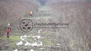 Drivjakt Villsvin Kroatia / Driven Wild Boar Hunting Croatia - 23