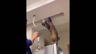 GATO ELECTRICISTA