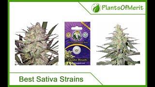 Top 15 Best Sativa Cannabis Strains in 2024