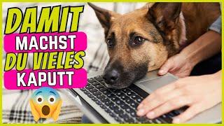 7 Dinge, Die Hundehalter Morgens Niemals Tun Sollten