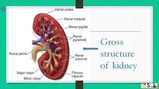 MY STUDENT SUPPORT SYSTEM was LIVE while taking a live class on kidney on 1st November 2024