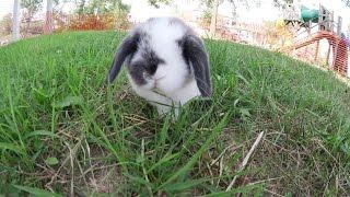 Holland Lop Bunnies Playing Outside