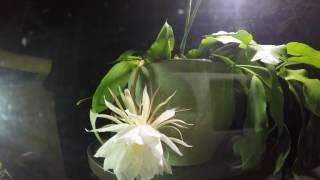 Epiphyllum Oxypetalum Bloom Time Lapse Video taken July 20, 2016