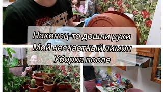 Занимаюсь цветами🪴фикусу хана/    Мотивация на уборку.