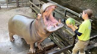 Hippos eat watermelons!? Japan's amazing zoo!! | Nagasaki BIOPARK