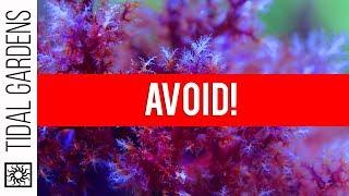 The Top 5 Corals to AVOID