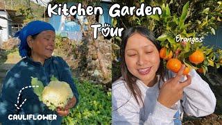 Home Kitchen Garden Tour-  first ever cauliflower garden, broccoli oranges  and other veggies