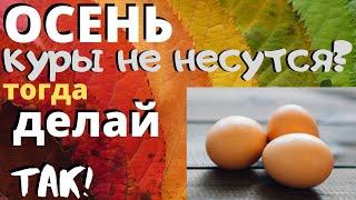 Куры плохо несутся - Смотри как помочь! Что делать если куры перестали нестись?