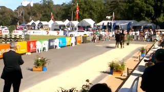 Jack Hayden with Jaybee Calypso trot up
