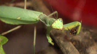 MANTIS RELIGIOSA VERSUS DRAGONFLY