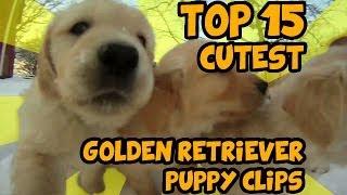 TOP 15 OF THE CUTEST GOLDEN RETRIEVER PUPPY VIDEOS OF ALL TIME