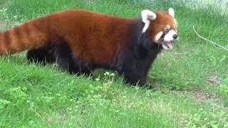 【red panda】This red panda looks like it might be a little .... Fat?