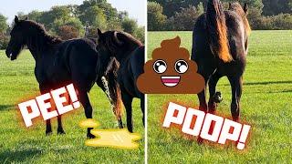 Pee and Poop Where do the Friesian horses do that.