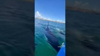 Orcas en la costa de Auckland en Nueva Zelanda. Simply Spring. Tik Tok.