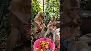 Baby monkey eating fruit #monkeysr #monkeydluffy #monkeychallenge #babymonkey #monkeyvideo #monkey