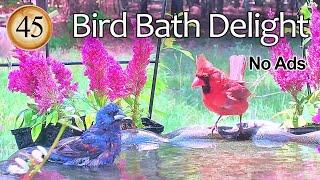 Ep. 45  Birds in the Birdbath Birds Chirping and Splashing Cardinals Indigo Bunting Chickadees