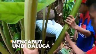 Mencabut Umbi Daluga | SI BOLANG (30/05/23)