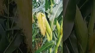 corn bebi corn  vutta tree #shorts #funny #tiktok