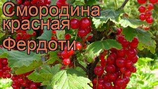 Смородина красная Фердоти (ribes rubrum)  Фердоти обзор: как сажать, саженцы смородины Фердоти