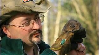 Peter Smith Rewilding Live Stream