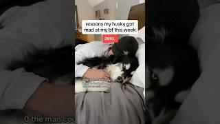 reasons my husky got mad at my husband this week… #Husky #Videos ￼