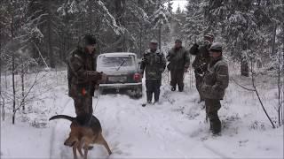 Русская гончая Говоруша вл. Шатров В.А. 14х Всерос. состязания  Киров 2014г.