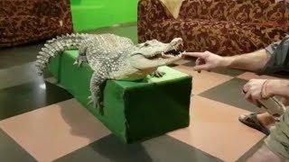Жестокое нападение крокодила