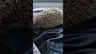 Little grumpy hedgehog