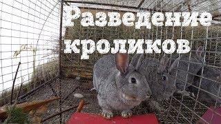 КРОЛИК СКОРОСТРЕЛ? СЛУЧКА КРОЛИКОВ ЗИМОЙ