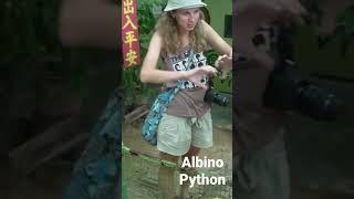 Питон альбинос /Albino Python