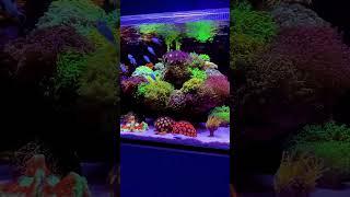 🪸  #poweredbyaquaforest #coralmafia #marine #aquariomarinho #reefcandy #hardcorals #reeflife