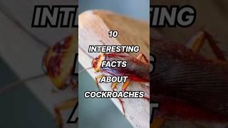 10 Interesting Facts About Cockroaches #top #top10 #amazingfacts #interestingfacts #cockroach #trend