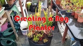 Carnivorous Plants - Creating a Bog Planter