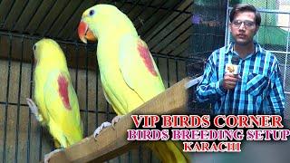 Yellow Alexandrine Parrots Sun Conure African Grey Parrot at Vip Birds Setup Video In Urdu/Hindi