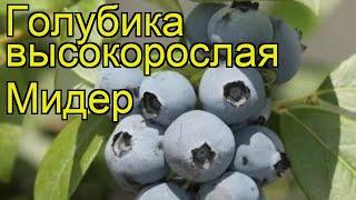 Голубика высокорослая Мидер. Краткий обзор, описание характеристик vaccinium corymbosum Meader