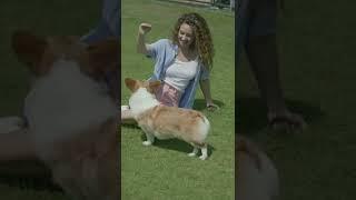 girl playing with dog funny !amazing beautiful girl playing with dog smart & funny dog !#shorts