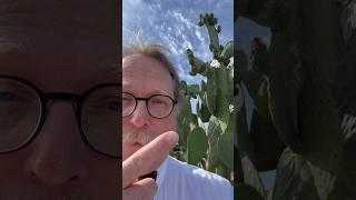 Prickly Pear—30 Plants in 30 Days; Edibles