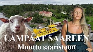 Lampaiden kuljetus saareen | Muutto saaristoon