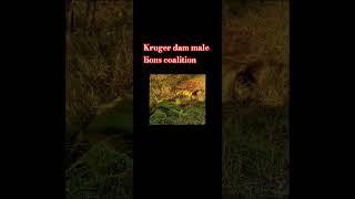 Kruger dam lions coalition .