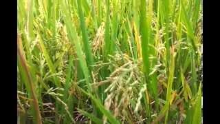 RICE| ORYZA SATIVA| STAPLE FOOD FOR MILLIONS