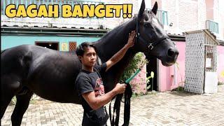 REVIEW HARGA KUDA THOROUGHBRED JANTAN WARNA HITAM MANIS IMPORT DARI AUSTRALIA